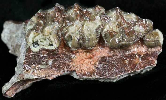 Oligocene Horse (Mesohippus) Jaw Section #25054